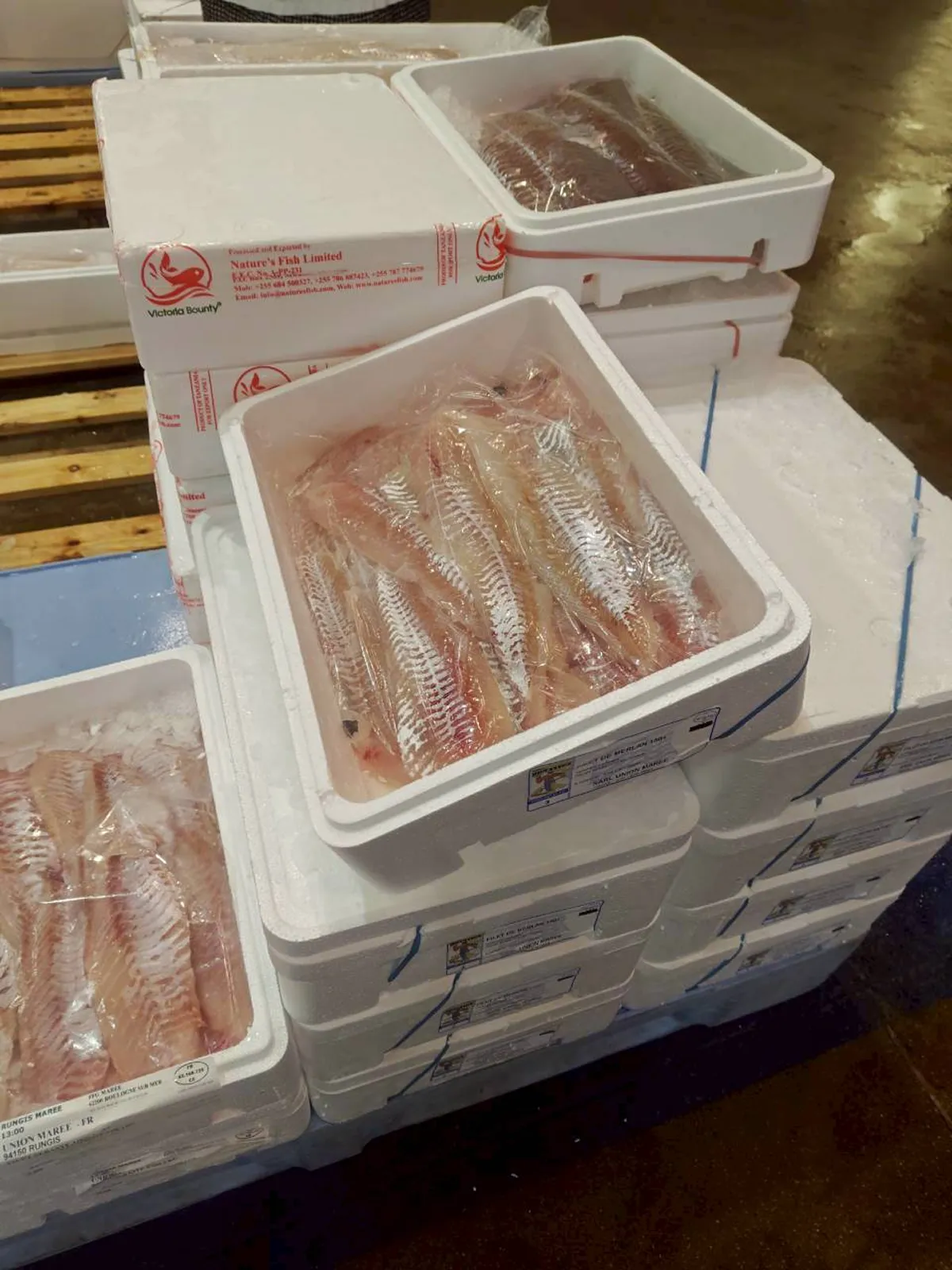 沢山のタイセイヨウアカウオ（セバステ）が山積みになっています。