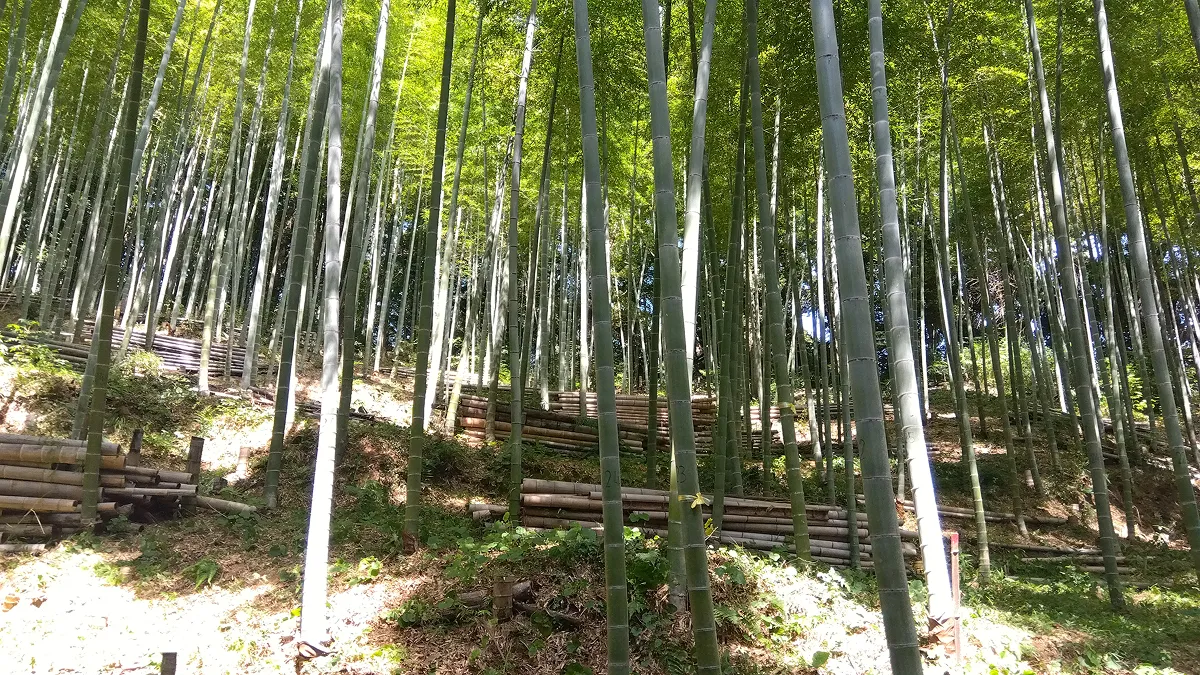 一見綺麗に見える竹林は、成長速度が速く、放置竹林化すると大きく山が荒れることに。西日本では既に問題化している。