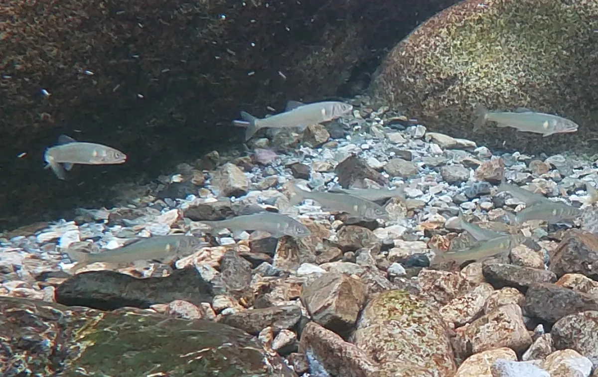 河川も気候変動により流量変化や濁度が変わるなど影響を受ける。身近な清流の種（鮎など）も今と同じようには見られなくなる恐れも