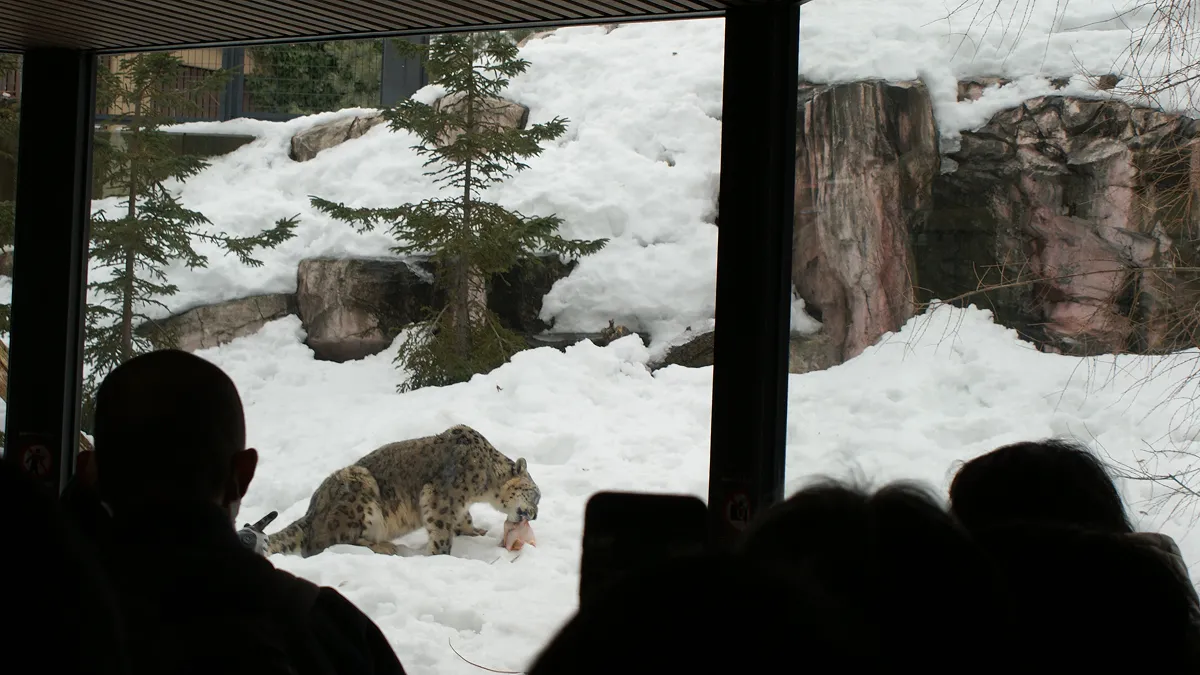 ユキヒョウ舎での解説の様子。1日を通じ、ユキヒョウは場内を走ったり眠ったりして過ごしていました。