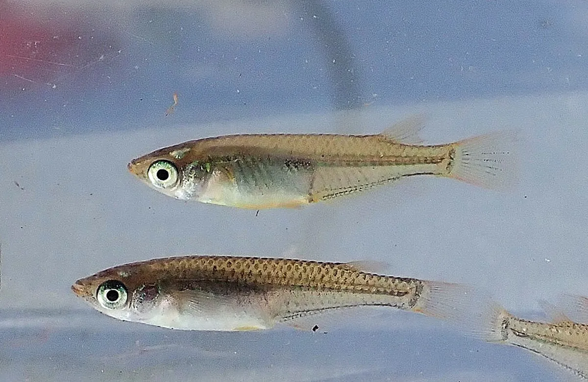 神奈川県小田原市に生息するミナミメダカ。絶滅危惧ⅠA類 (CR)（東京都・神奈川県・群馬県・沖縄県）、絶滅危惧Ⅱ類 (VU) （環境省）。