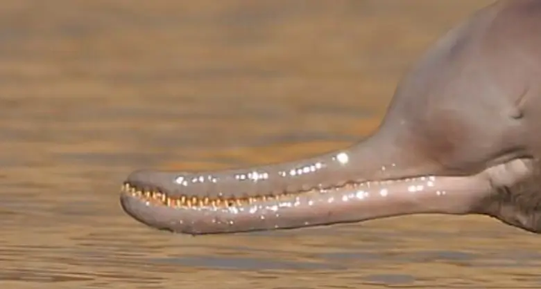 今回の「レッドリストの動物たち」に登場するのは、この動物です！何か、わかりますか？