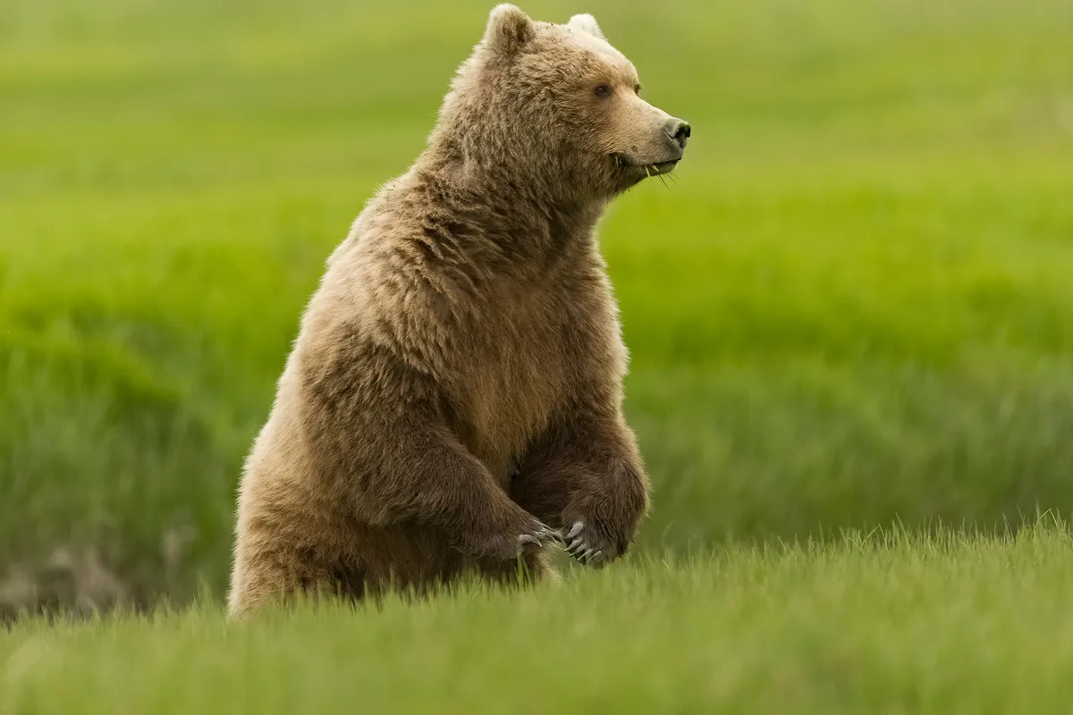 北海道にはヒグマの亜種であるエゾヒグマが生息しています。オスは体長2m、体重300kg以上にもなります。 