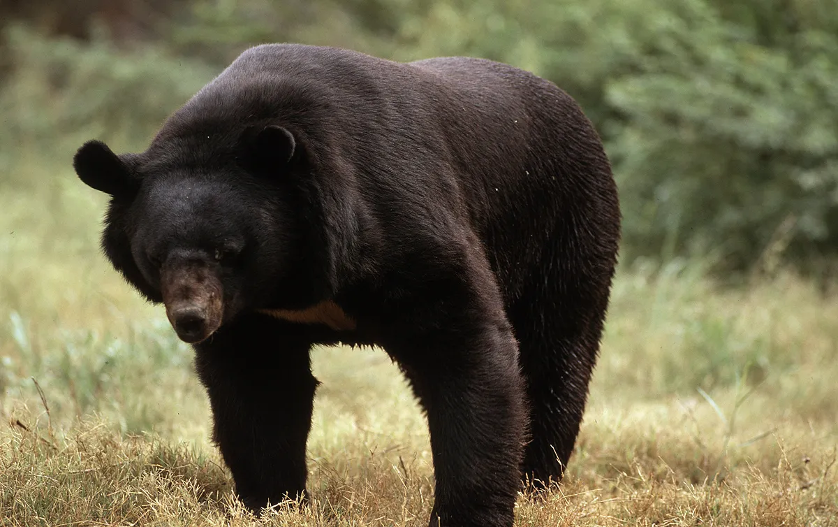 ツキノワグマ。千葉県を除く本州全域と四国の一部に生息しています。体長1.2～1.5mで体重は60～150kgほど。ヒグマの半分以下の体格です。