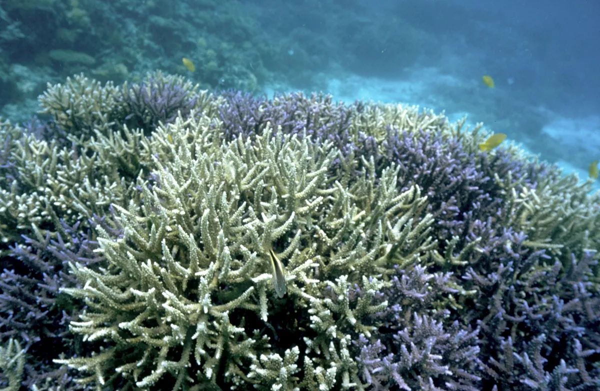 国内の生物多様性や農業、健康をはじめとして、社会の広範囲に地球温暖化は影響を及ぼしつつあります。