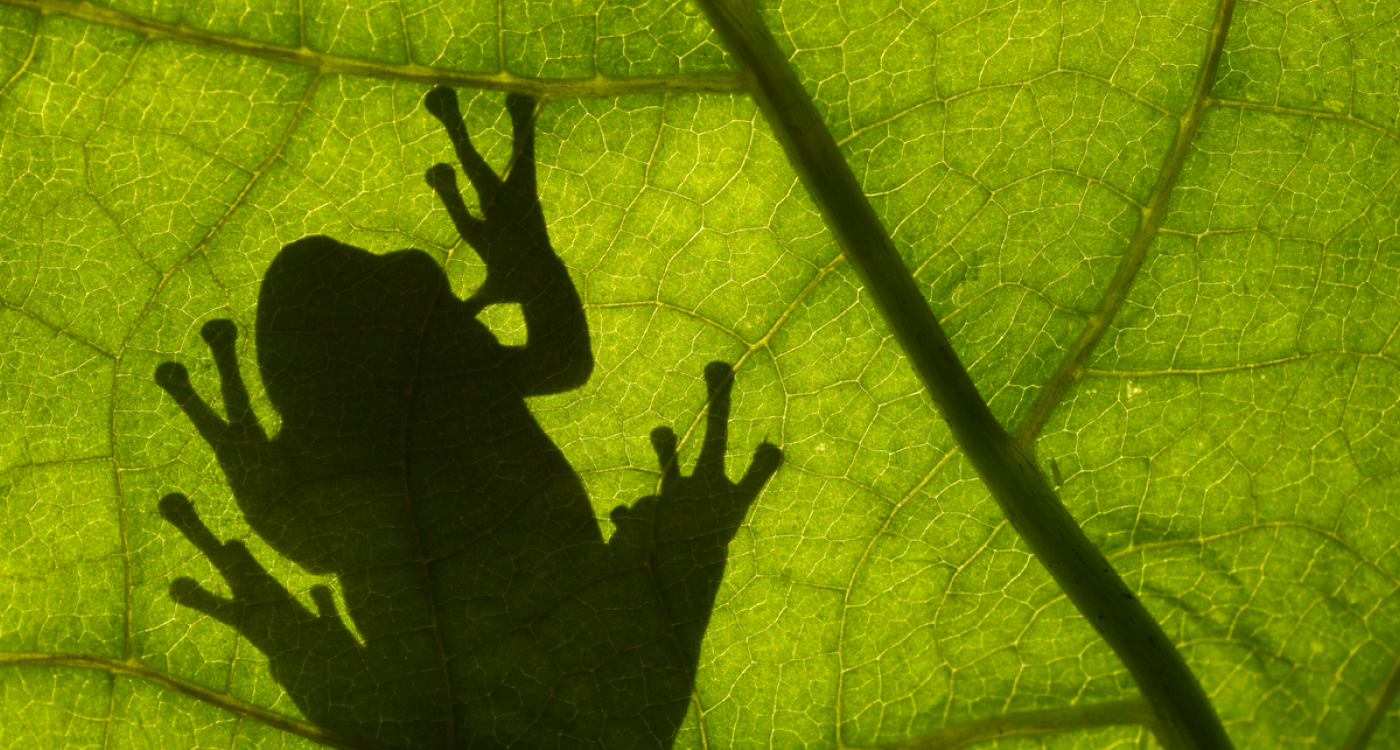 世界カエルの日！いま両生類に起きていること