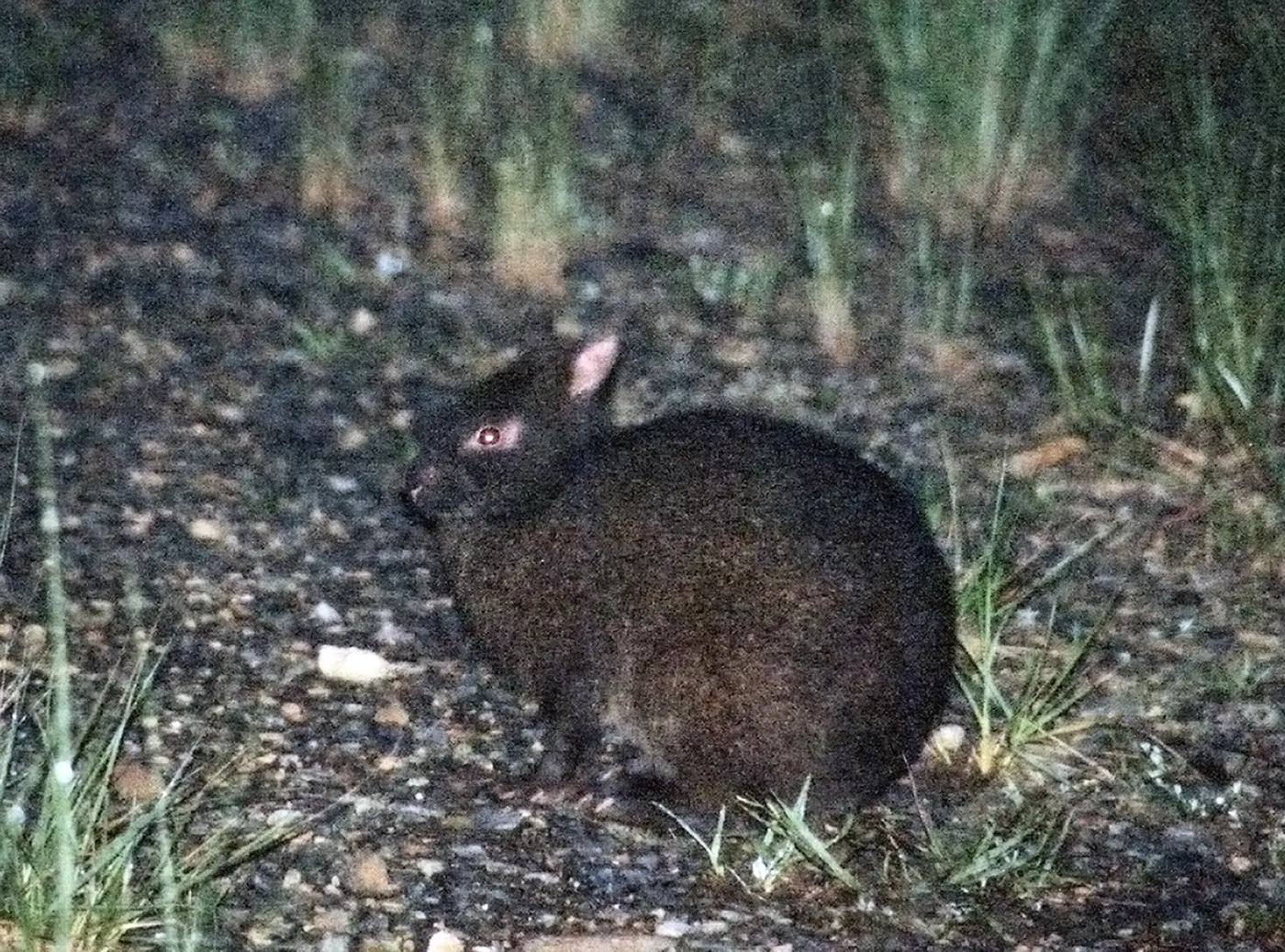 アマミノクロウサギ（Pentalagus furnessi）は、奄美大島と徳之島だけに現存する固有種です。マングースの根絶により個体数回復が顕著ですが、野生化したイヌやネコによる捕食やロードキルという課題はまだ残っています。近年はさらに農業被害という新たなあつれきが生じています。