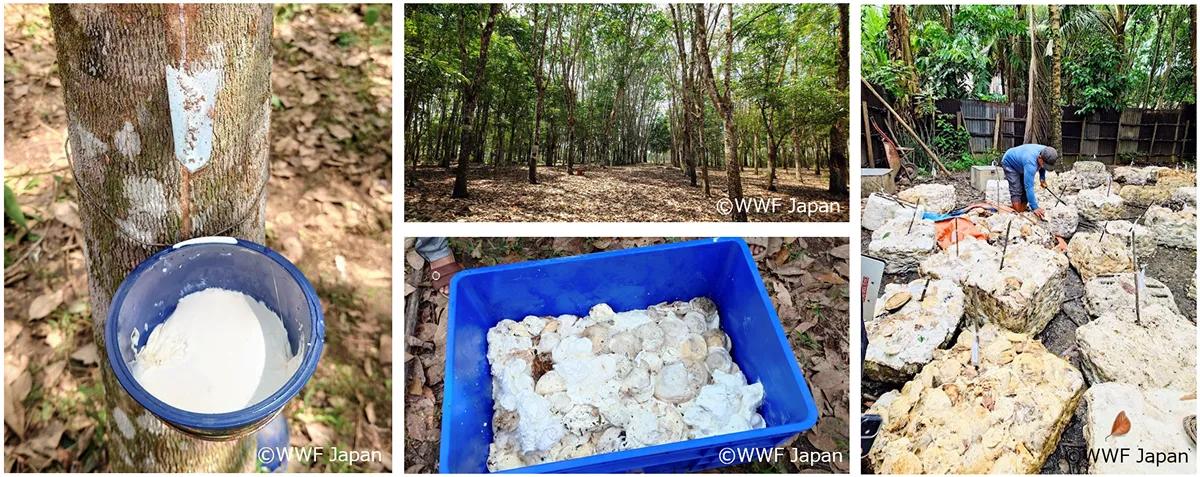 天然ゴムの木の表面近くを削ると出てくる白い樹液が天然ゴムの原料となる（左）。収穫した天然ゴムを集め、出荷まで容器に入れて保管（右上）。