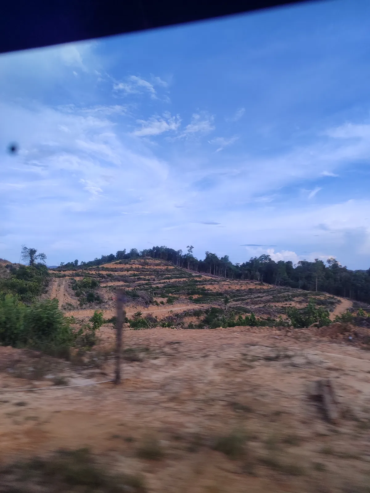 森が切り開かれている様子