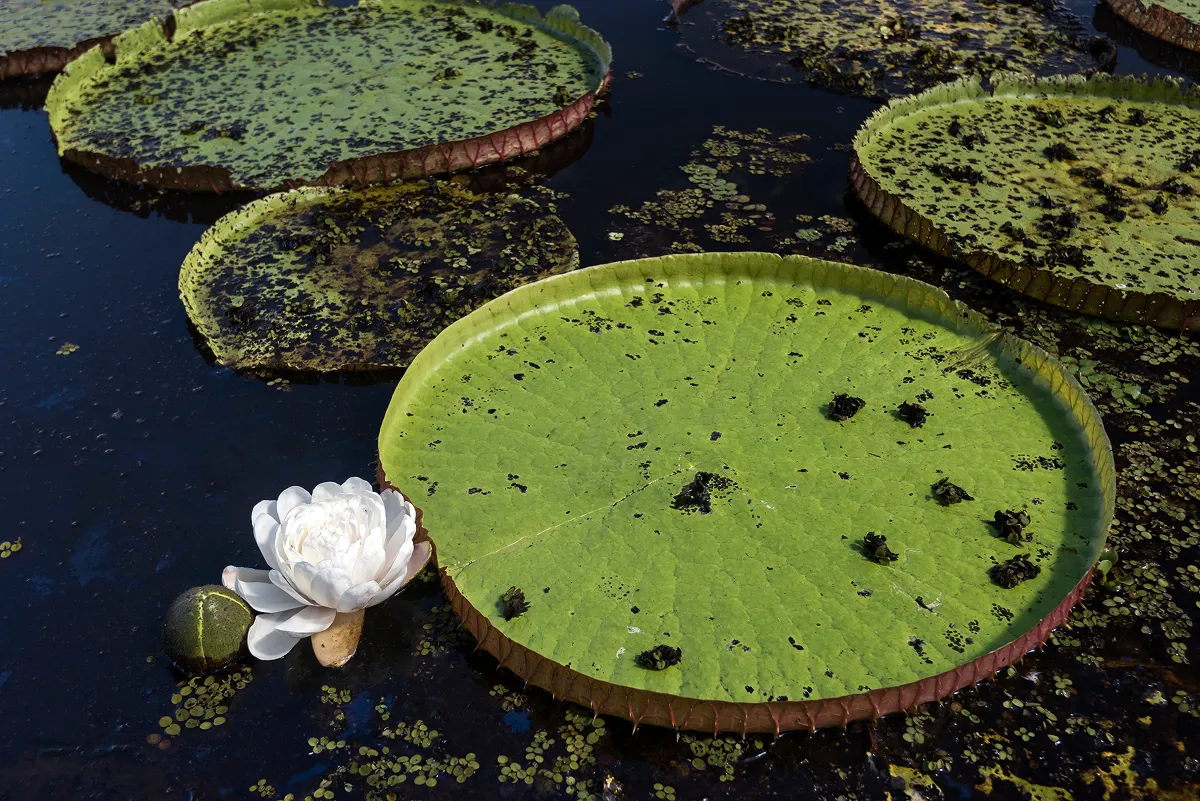 カンポ・グランデは、マトグロッソ・ド・スル州の州都。パンタナール湿原の端に位置し、ジャガーやカピバラ、オオオニバス(世界最大の葉をもつスイレン:写真)などの生息地です。
