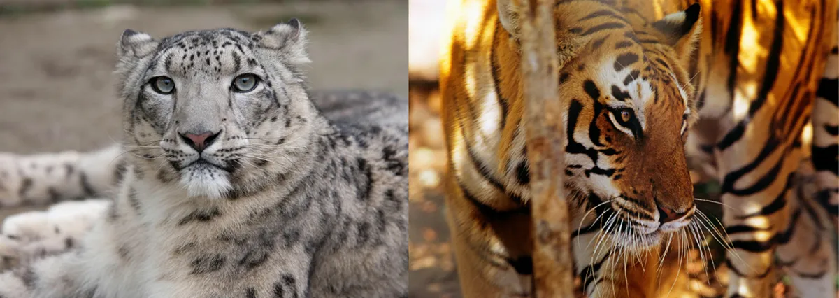 ユキヒョウとトラは分類学上、同じヒョウ属（パンテラ属）に属します。他にもライオン、ヒョウ、ジャガーが同属ですが、ユキヒョウに一番近いのはトラと言われています。