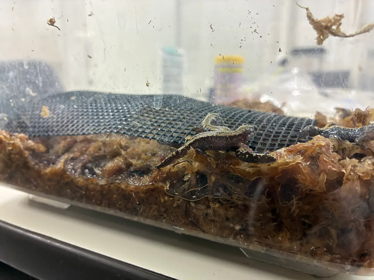 (一社)野生生物域外保全センターで飼育されているキタサンショウウオ(Salamandrella keyserlingii)。