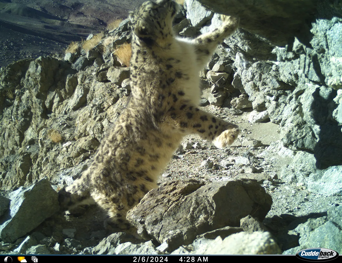 カメラトラップで撮影された写真。実際にユキヒョウを撮影できることは滅多にありません。