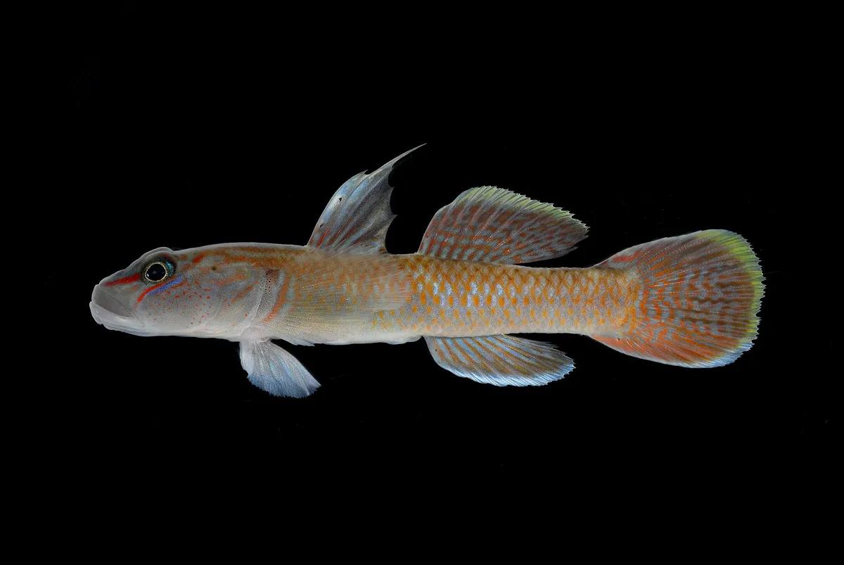 石垣島の固有亜種イシガキパイヌキバラヨシノボリ。絶滅危惧IB類（環境省・沖縄県）、沖縄県希少野生動植物保護条例に基づく指定希少野生動植物種。ゴルフリゾート開発予定地内の小河川ウガドゥカーラは、現在確認されている唯一の繁殖地となっている。