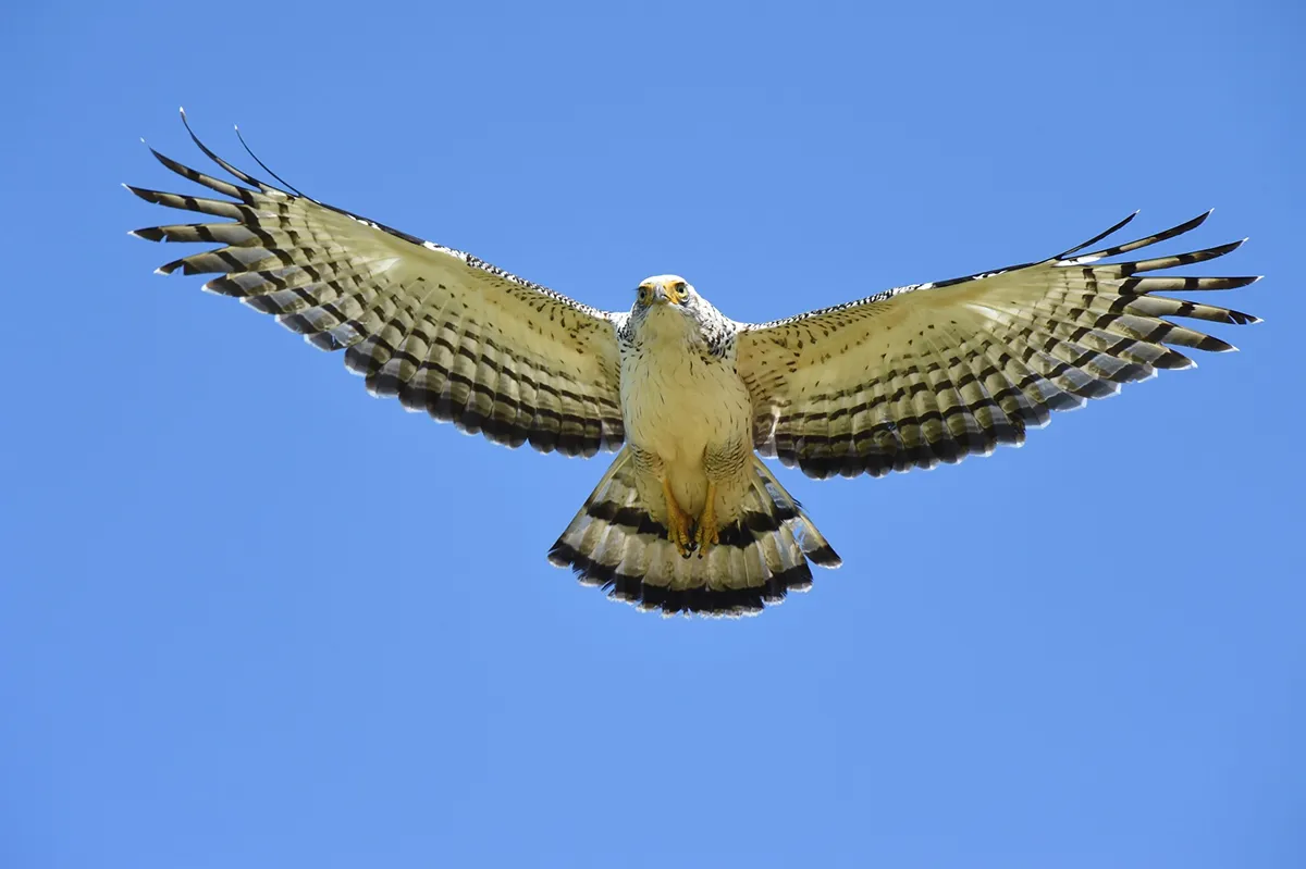 国の特別天然記念物、種の保存法の国内希少野生動植物種カンムリワシ。環境省レッドリスト絶滅危惧ⅠA類(CR)。石垣島の個体数は約110（2012年3月環境省調査）、沖縄県条例に基づいて事業者が実施した環境影響評価調査では、開発予定地の一部で生息調査が実施され（予定地全体での調査は未だ実施されていない）、13個体の生息が報告されている。