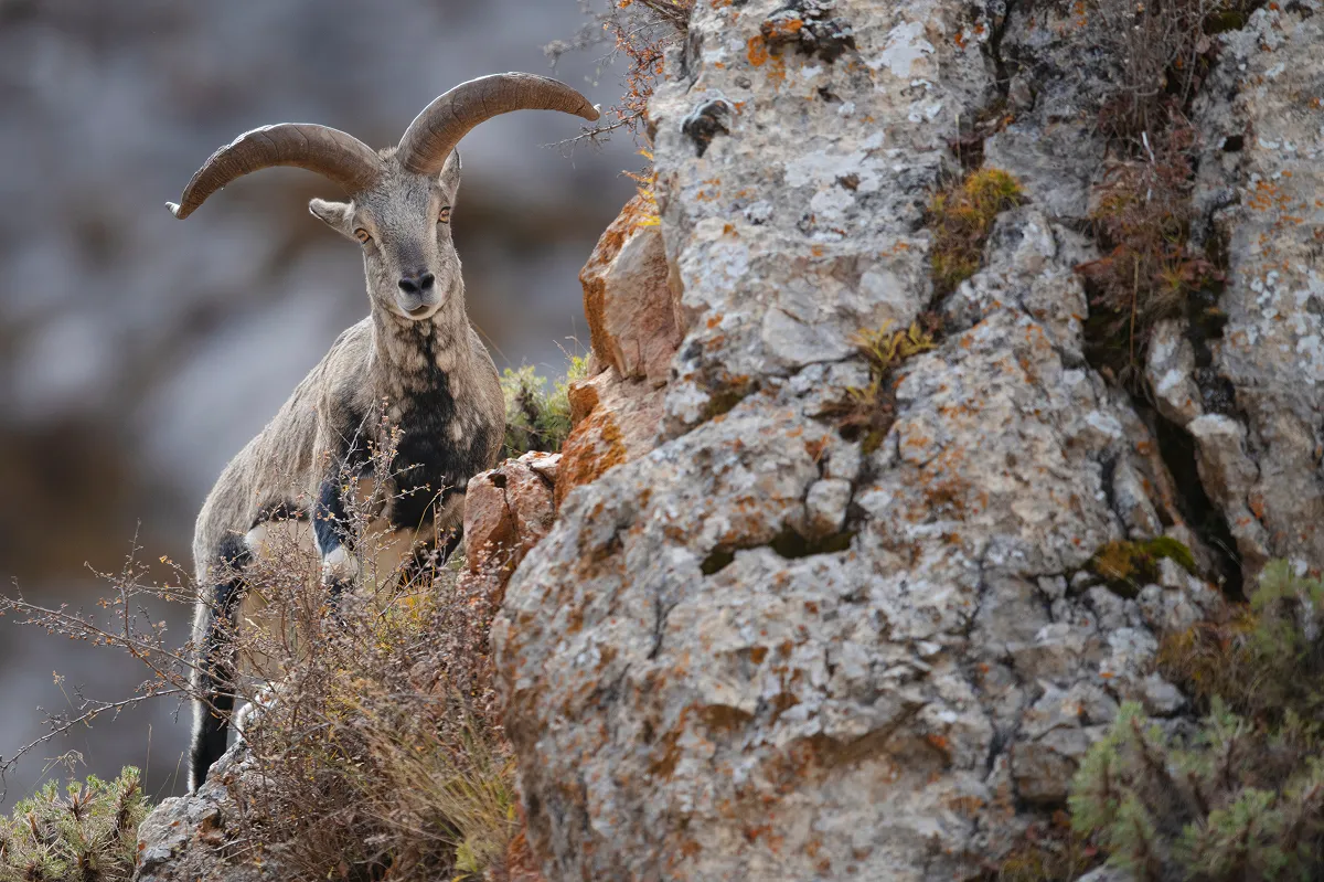 岩がゴツゴツした山の斜面で暮らすバーラル。岩場の乏しい植物を食べています。険しい崖で、ユキヒョウと鉢合わせることも。