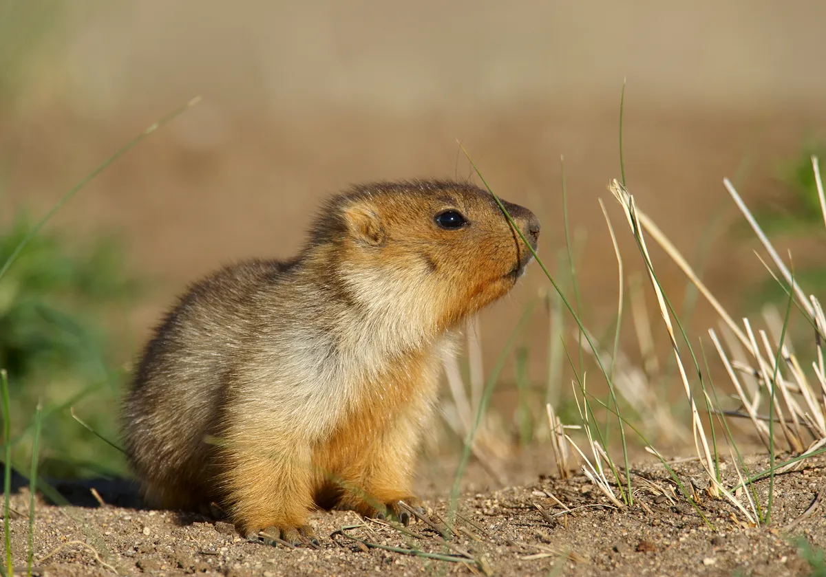 ネズミの仲間のマーモットも重要な獲物の一種。特に夏は、ユキヒョウにとって重要な獲物となります。