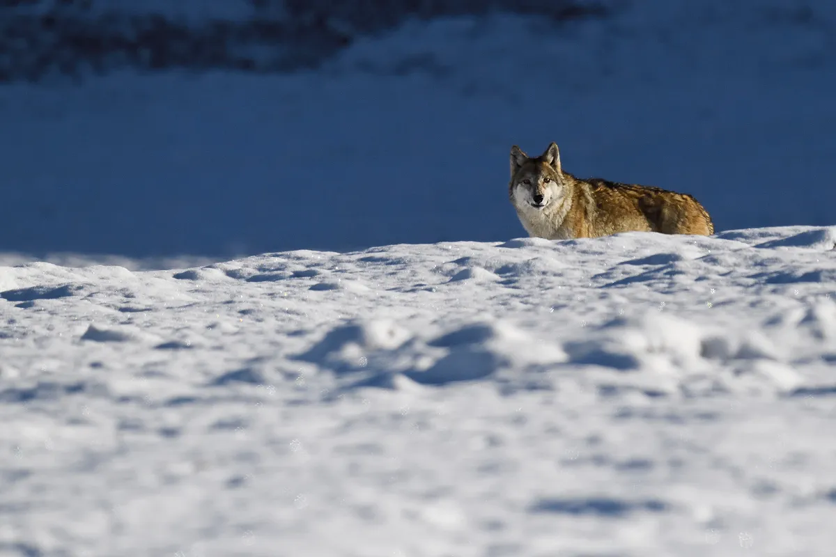 チベットにすむヒマラヤオオカミ。ユキヒョウと同じように、家畜を襲ってしまい報復として殺されてしまう、人との「あつれき」の問題にさらされています。