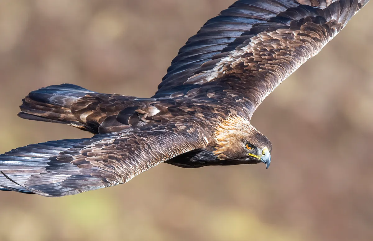 空から獲物を狙うイヌワシも！（写真はスコットランドで撮影されたもの）