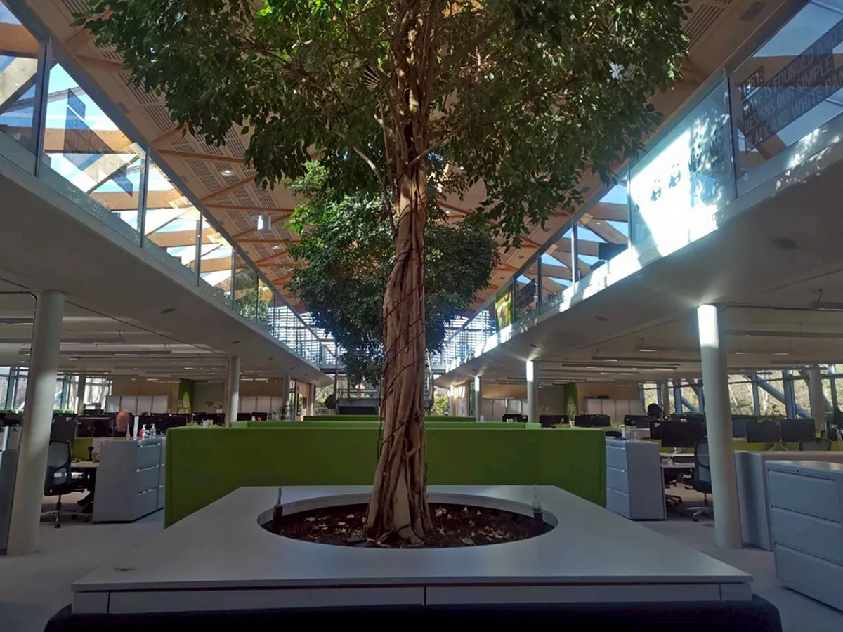 アッテンボローさんによって植えられたオープン記念木。長年、WWFのサポーターであり、WWFが2年に1度発行している「生きている地球レポート」2016年版発表時にも、期待の言葉をお寄せいただいています。