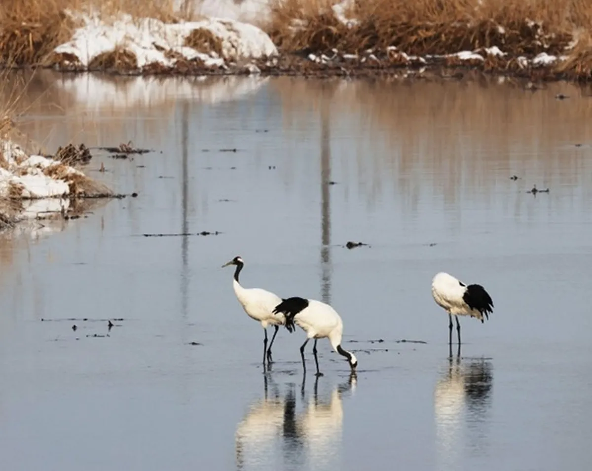 美々川を利用するタンチョウ
