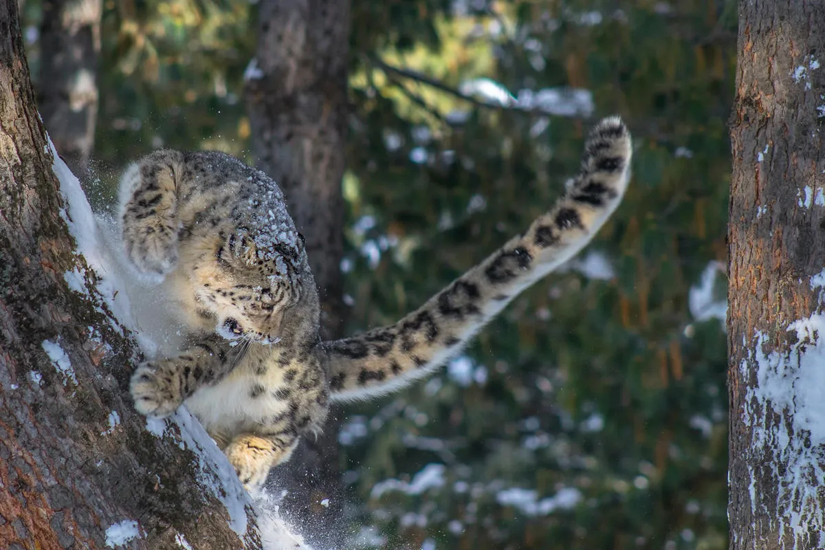 ヒンドゥークシュ山脈～カラコルム山脈のユキヒョウ。ヒンドゥークシュ山脈は西のアフガニスタンからパキスタン北部に広がり、東側でカラコルム山脈と接続し、ラダックを含む高山地域を経てヒマラヤ山脈へと連なり、その先にチベット高原が広がっています。