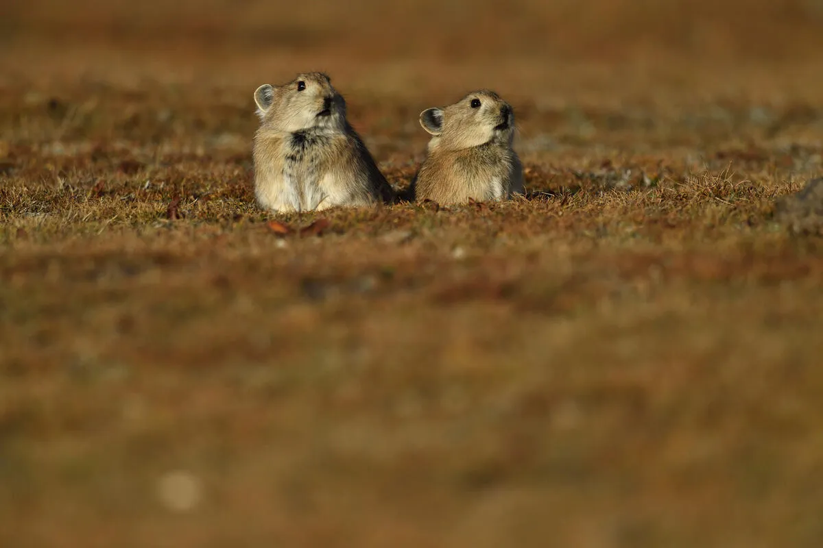 巣穴から周囲の様子を伺うナキウサギ。マヌルネコの他、キツネ、ユキヒョウや猛禽などの重要な獲物として生態系を支えています。