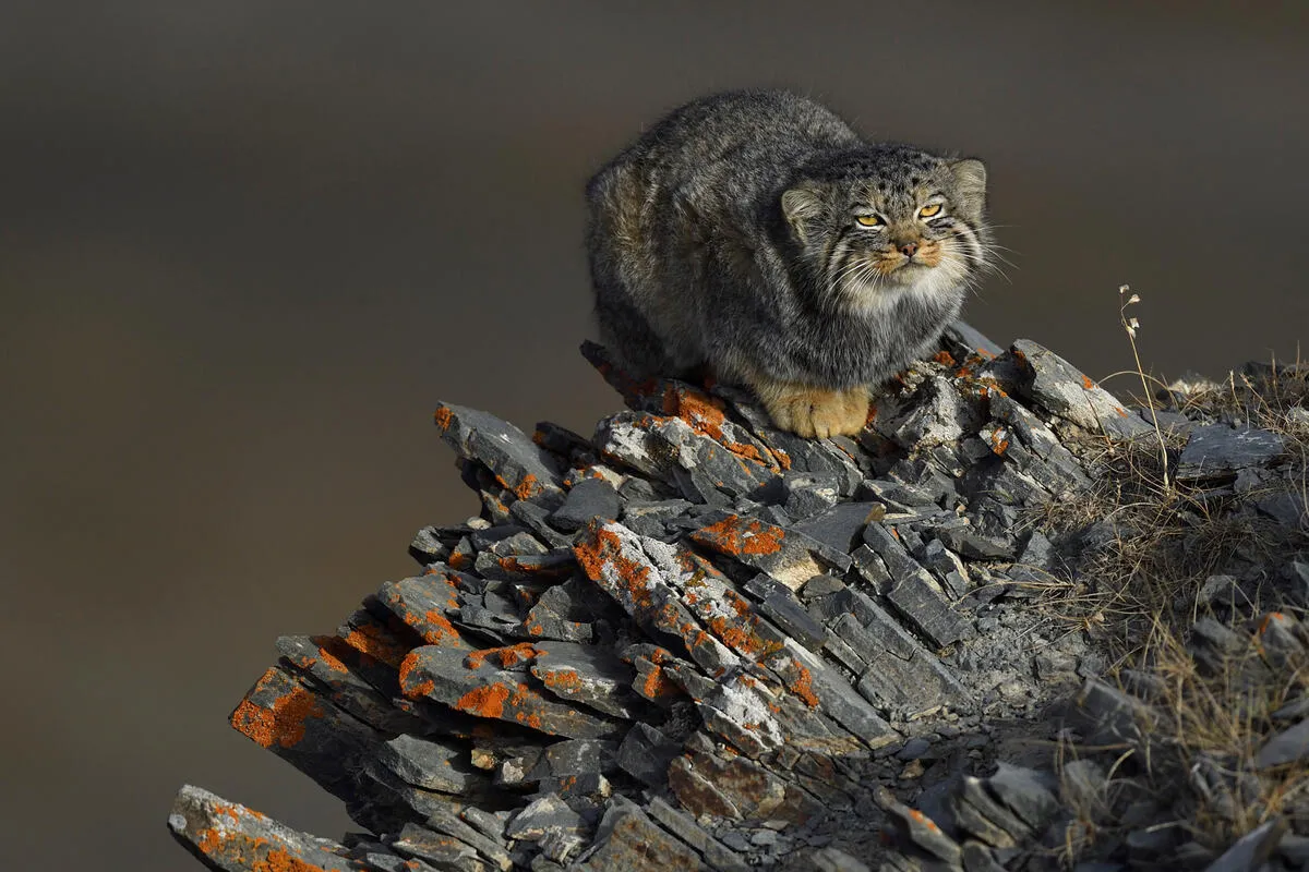標高5,000mのチベット高原のマヌルネコ。今回の研究成果は、ラダックのマヌルネコとチベット高原の個体群との生態学的なつながりを示唆するものでもあります。