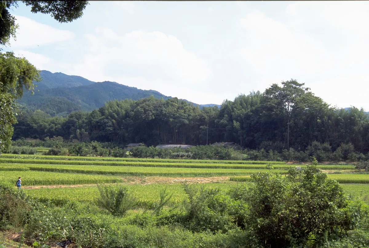 日本の豊かな里山にも高温は影響を及ぼします。