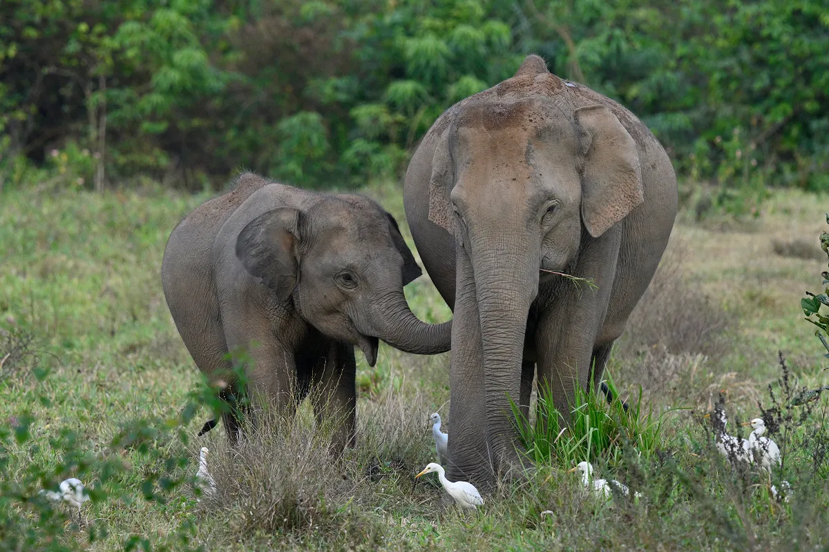 森林減少によって絶滅の危機に瀕するアジアゾウ。タイでは地域の行政やコミュニティーと連携した持続可能な農業モデルの構築などを通じて、人と自然の共存に取り組んでいます。