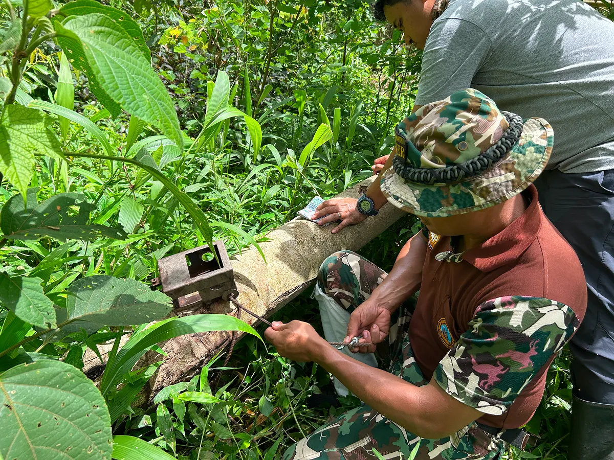 インドネシアの森の中に生息する野生生物を調査するためのカメラトラップ設置作業。