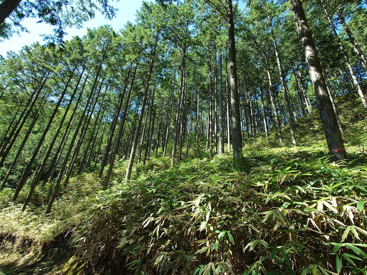 東白川村の美林