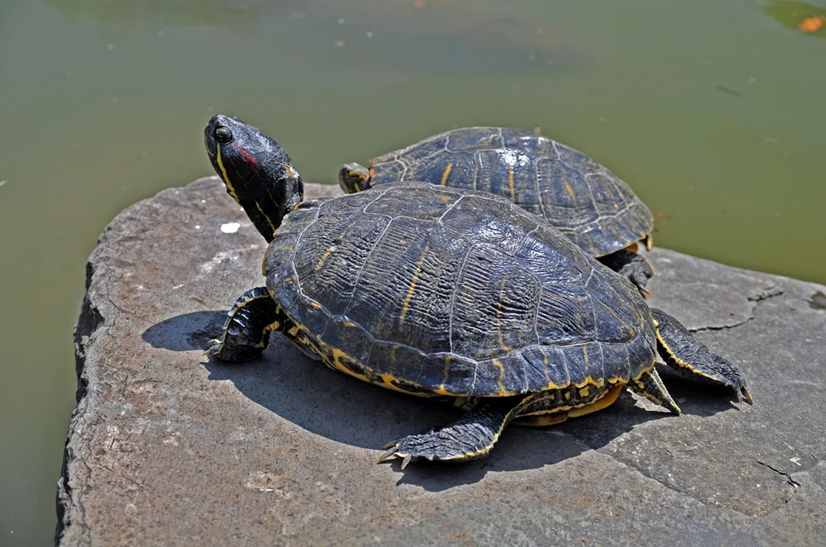 アカミミガメ（Trachemys scripta）は、2023年6月に条件付特定外来生物に指定され、輸入、取引（含無償頒布）、野外への放出が厳しく規制されました。どんな種でも飼育している動物を遺棄するなんてもっての外ですが、本種の場合は、遺棄や不適切な管理による逸走に対し、法律で3年以下の懲役もしくは300万円以下の罰金、またはその両方という罰則が規定されています。