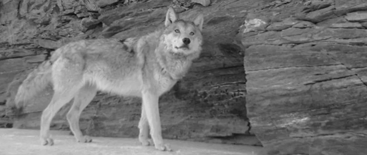 カメラトラップが捉えたヒマラヤオオカミ(Canis lupus chanco)。標高の高い過酷な環境に適応しているオオカミの亜種で、絶滅のおそれが高い状況です。保護対象種ですが、家畜を襲う害獣として駆除の対象となることがあります。また、野犬との交雑も問題となっています。