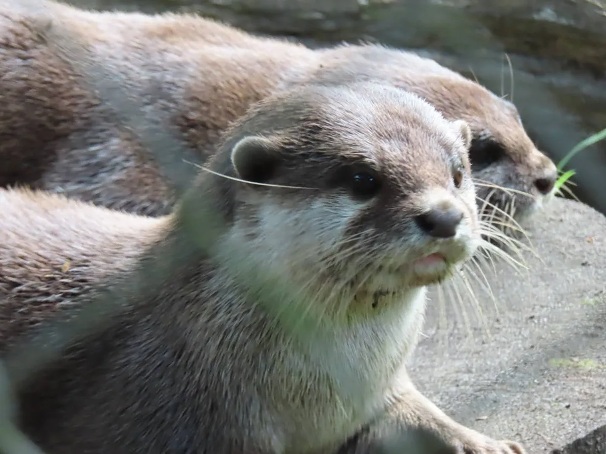 コツメカワウソはIUCNのレッドリストでVU(危急種)に指定されている絶滅危機種。ペット利用だけではなく、生息地の破壊や汚染なども脅威となっています。