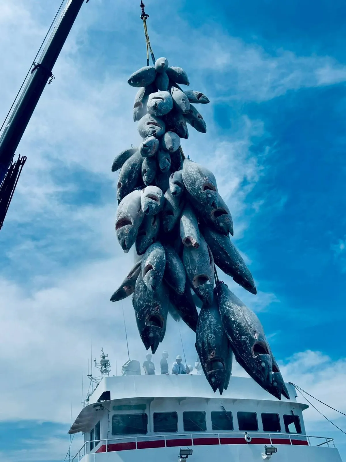 MSC認証大西洋クロマグロの水揚げ―世界海洋デーに寄せて― ｜WWFジャパン