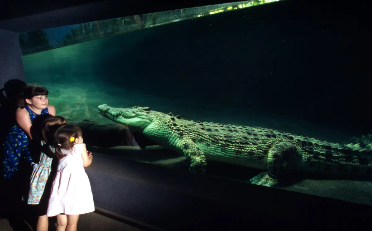イリエワニ(Crocodylus porosus)
