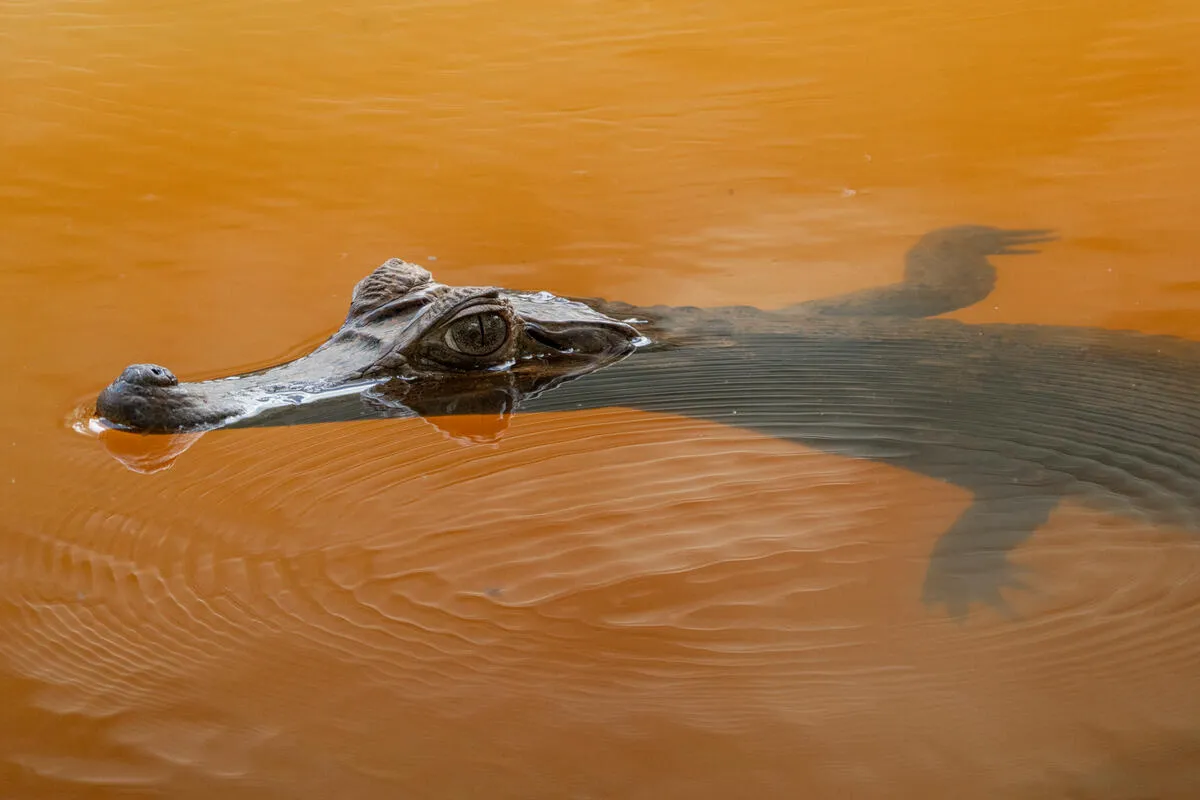 メガネカイマン(Caiman crocodilus)