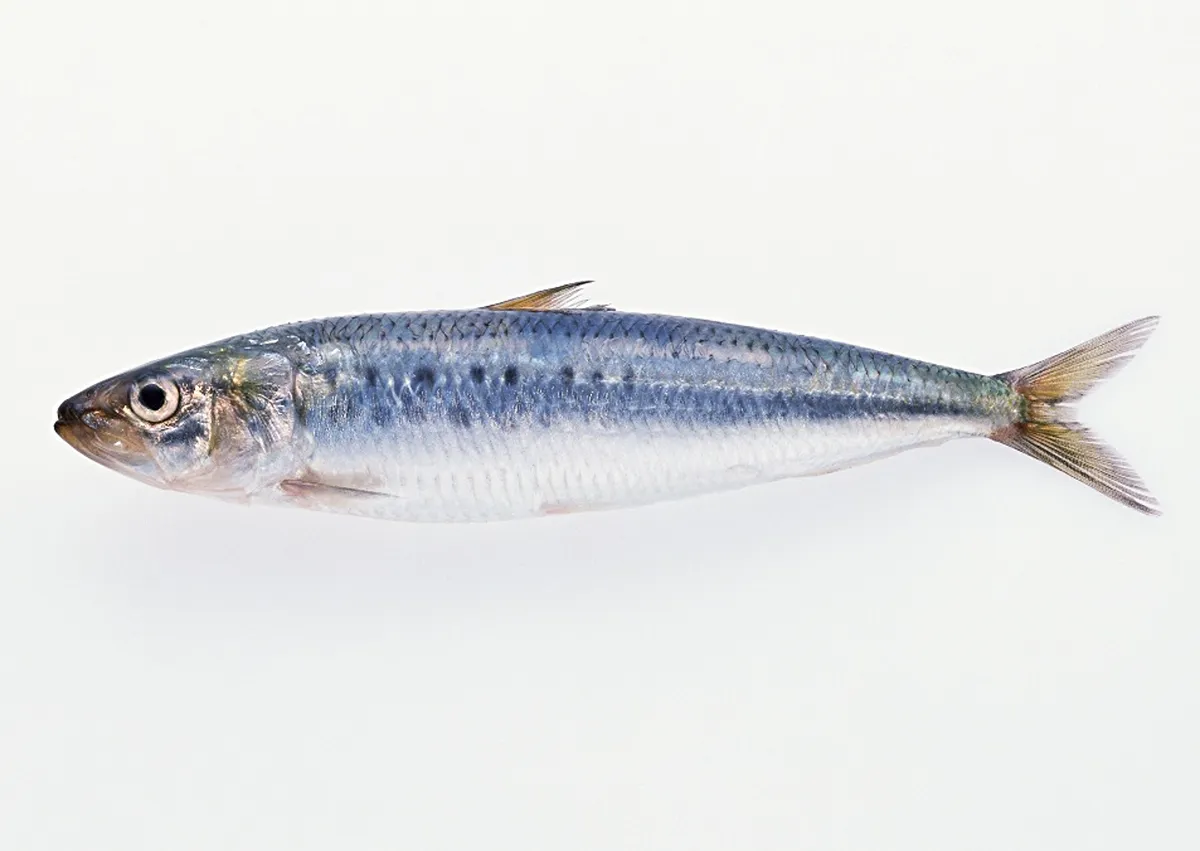 マイワシは、刺身、塩焼き、煮つけ、缶詰などで食べられるほか、養殖の餌としても使用されています。