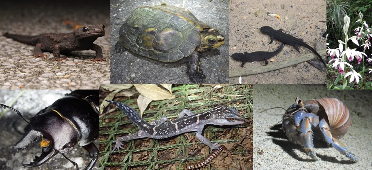 密猟・盗掘や大量捕獲・持ち出しの対象となっている南西諸島の絶滅危惧種