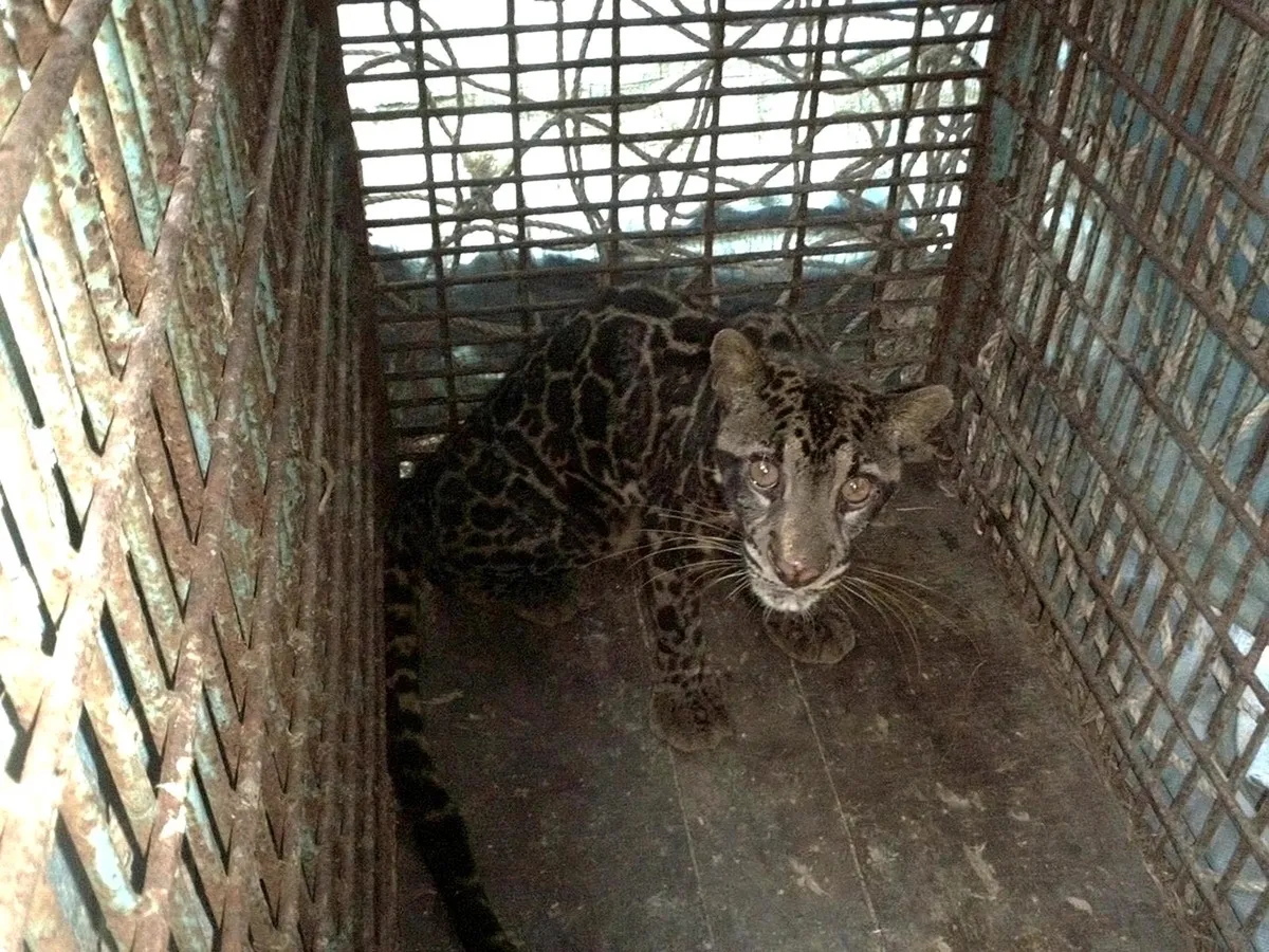 展示施設の狭い檻で飼われているウンピョウ