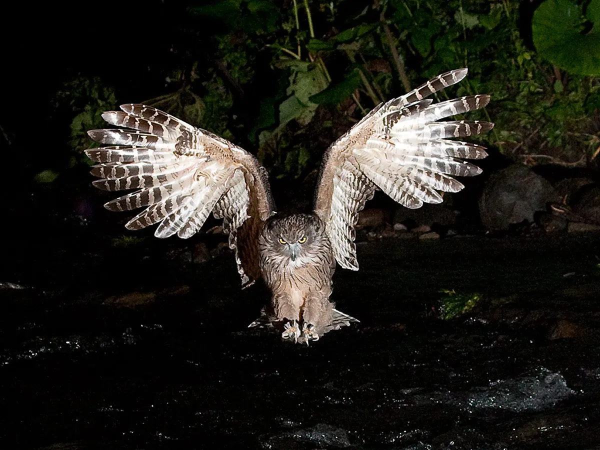 国際フクロウの日：日本のフクロウ ｜WWFジャパン