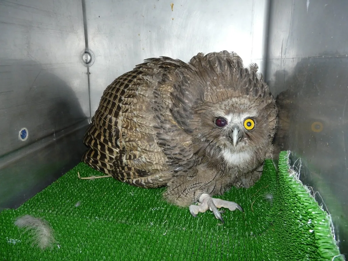 事故に遭い、治療のため猛禽医学研究所へ収容されたシマフクロウ（Ketupa blakistoni）。本種は、ユーラシアの北東部、日本では北海道のみに分布します。国の天然記念物にも指定されています。