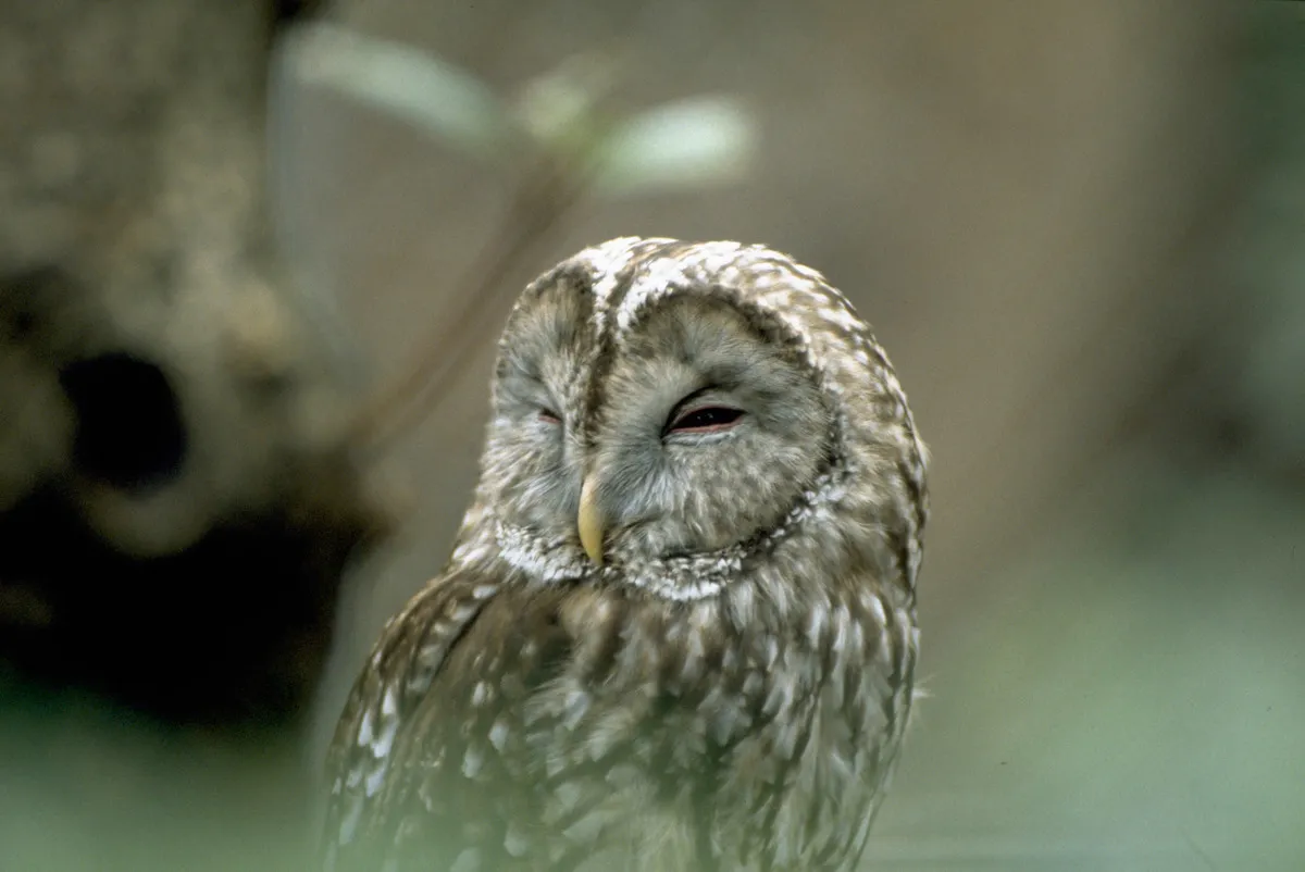 日本のフクロウ（Strix uralensis）。一般に鳥網フクロウ目に属する猛禽をフクロウと呼びますが、本種は種名がフクロウです。キュウシュウフクロウは、西日本を中心に生息する種フクロウの固有亜種です。