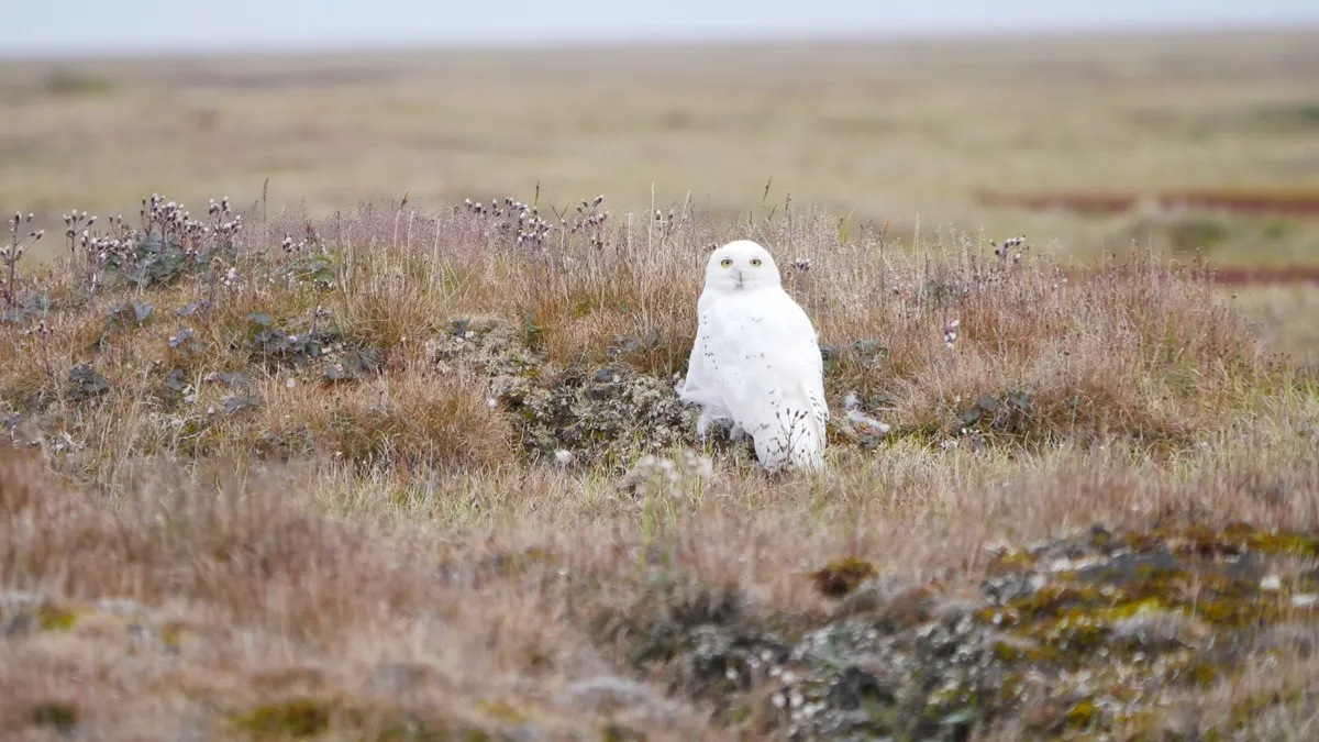 アラスカのシロフクロウ（Bubo scandiacus）。本種は北海道に飛来することがあります。日本ではペットとして販売されることもありますが、海外でペットとして飼われていた個体が大量に遺棄されて問題となりました。