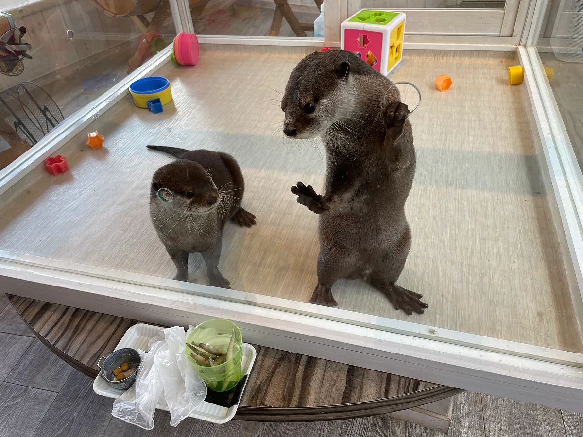 日本のアニマルカフェで展示されるコツメカワウソ。
