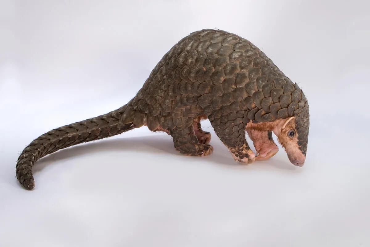 珍貴稀有保育類野生動物に分類されるミミセンザンコウ(Manis pentadactyla)。
