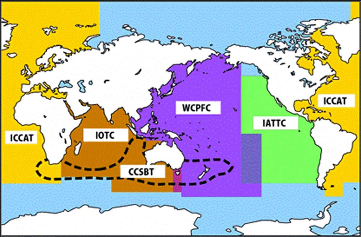 世界のマグロ資源管理にかかわる国際機関。クロマグロについては、WCPFC(中西部太平洋まぐろ類委員会)とIATTC(全米熱帯まぐろ類委員会)とが共同で管理しています。