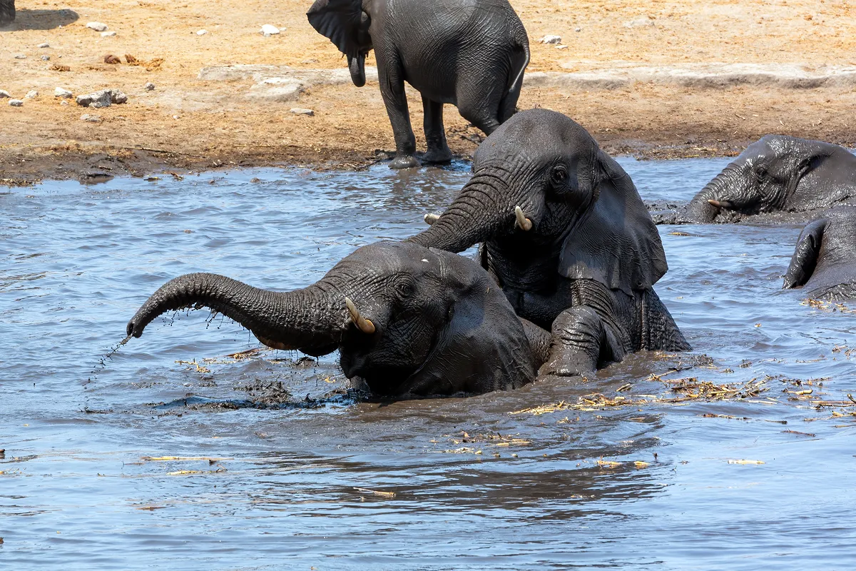 水遊びをする子どものアフリカゾウ。近年は温暖化の影響で水たまりが干からびることで大きな穴となり、そこに子ゾウがはまって群れとはぐれてしまう問題の増加も懸念されています。