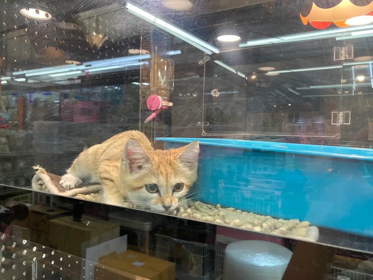 2019年以降、毎年ペット目的で日本に輸入がされているスナネコ。野生の生息数は明らかになっていない。それにもかかわらず2022年までは野生捕獲された個体が輸入されていた。